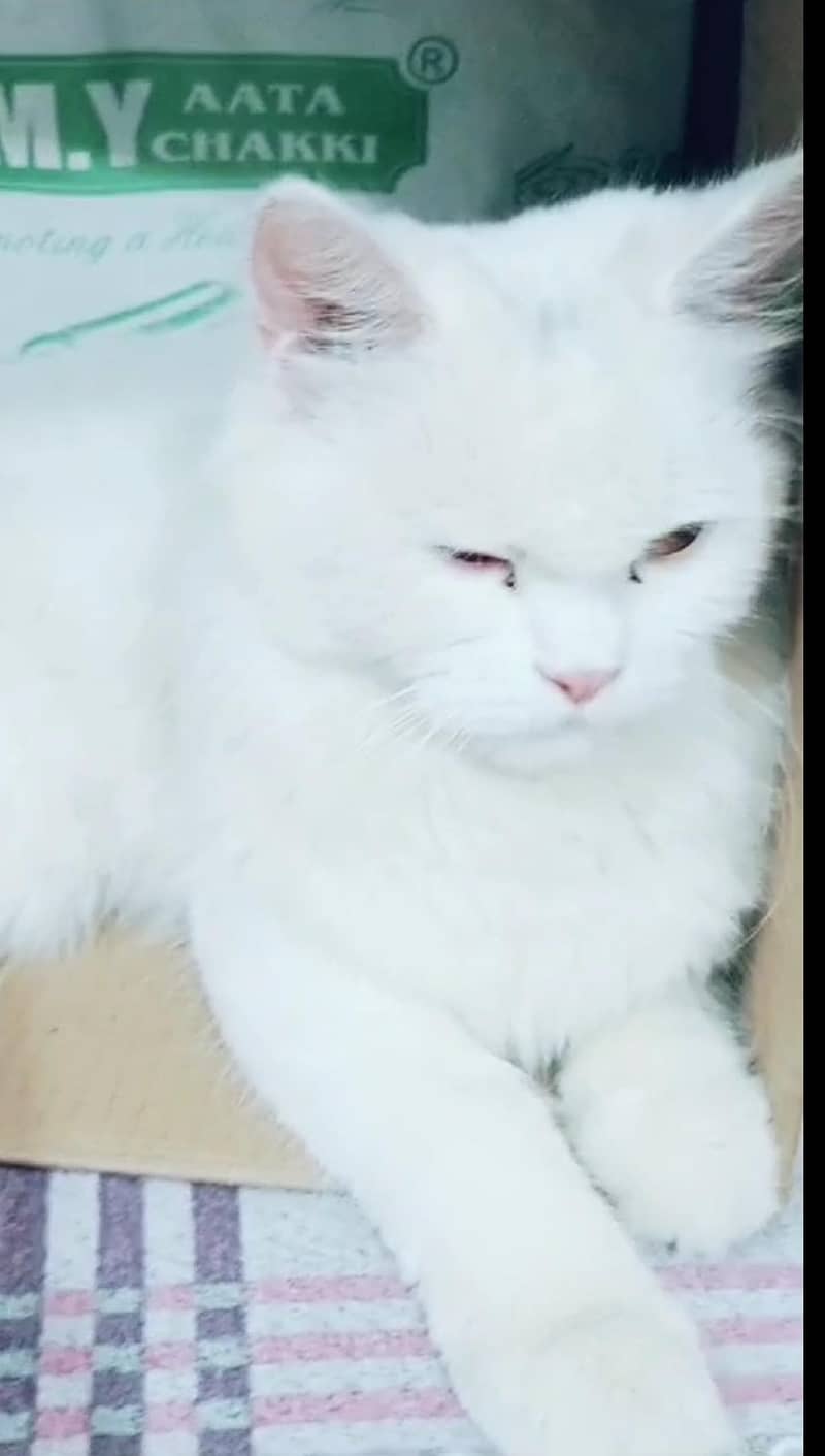 Friendly cat 2