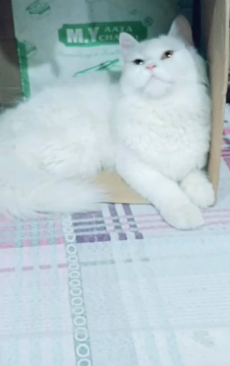 Friendly cat 3