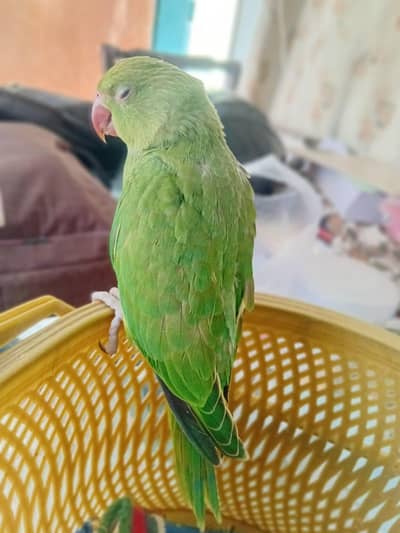 parrot