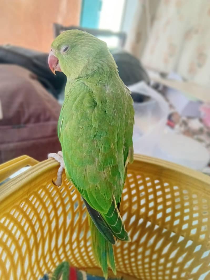 parrot 0