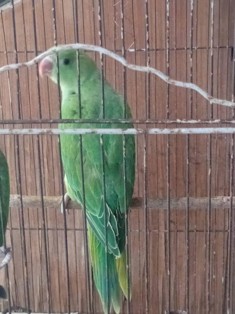 parrot 1