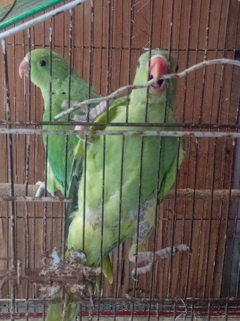 parrot 2