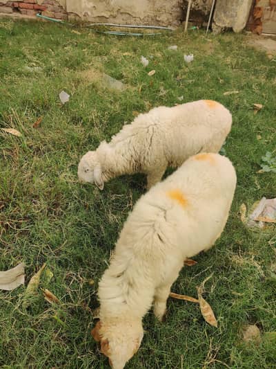 Healthy Qurbani Sheep for Sale – Strong & Active
