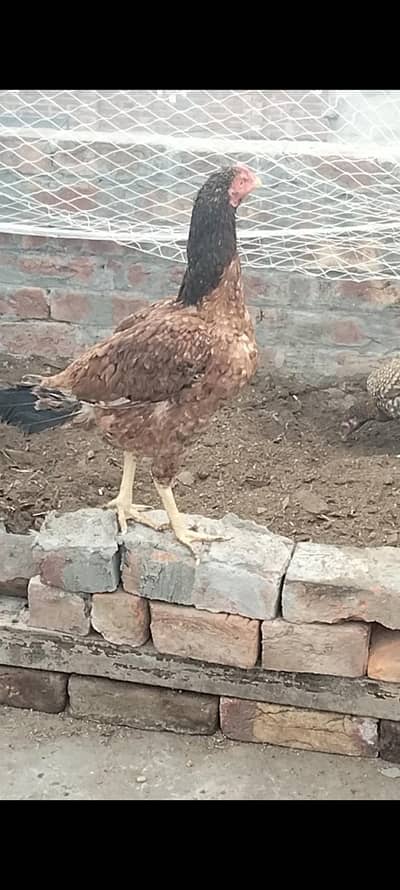 Aseel mian wali murghi