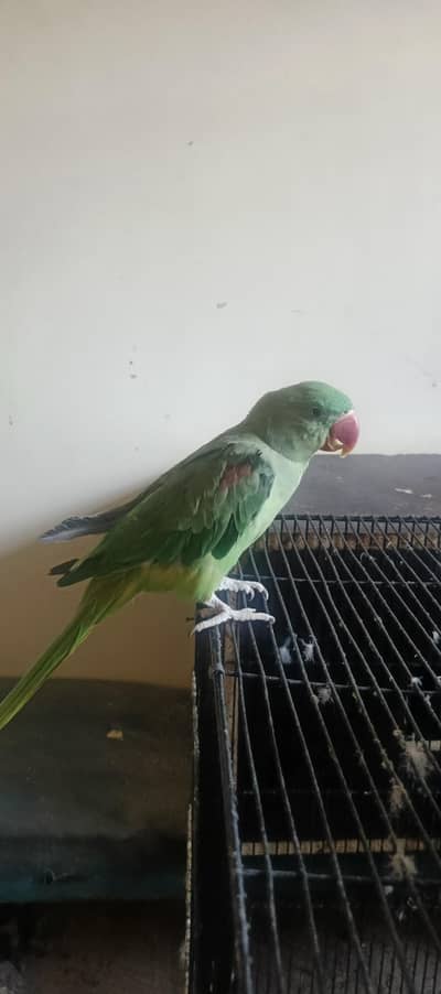 hand tame pair for sale