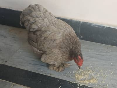 Fancy silki Hen