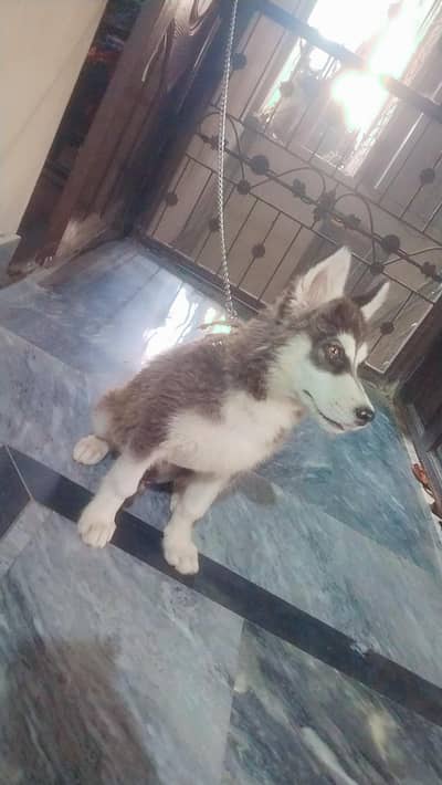 Siberian husky 1 pair
