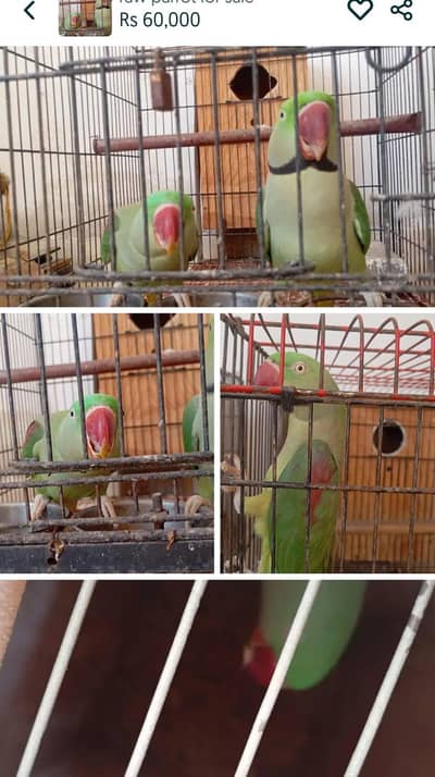 raw parrot breeder pair for sale