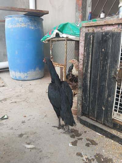 ready ko breed ha full heat py ha murga ni ha is liy sall kr raha ho