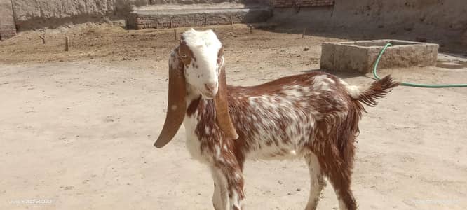 Pure Makhi Cheeni