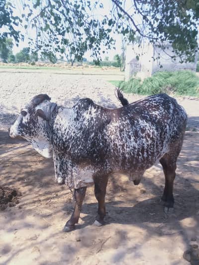 Bull wehra bchra  for sale  qurbani k liye