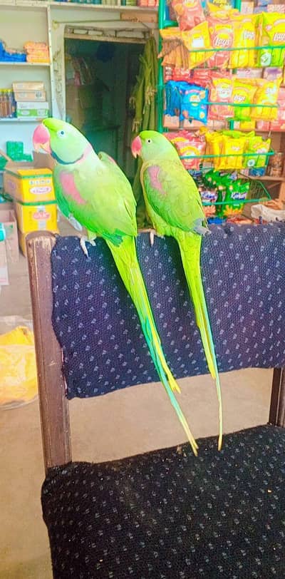 hand tamed piar