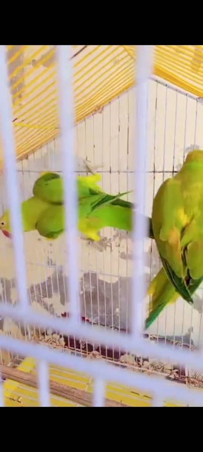 Beautiful Alexandrine (Raw) Parrot - Home Raised"