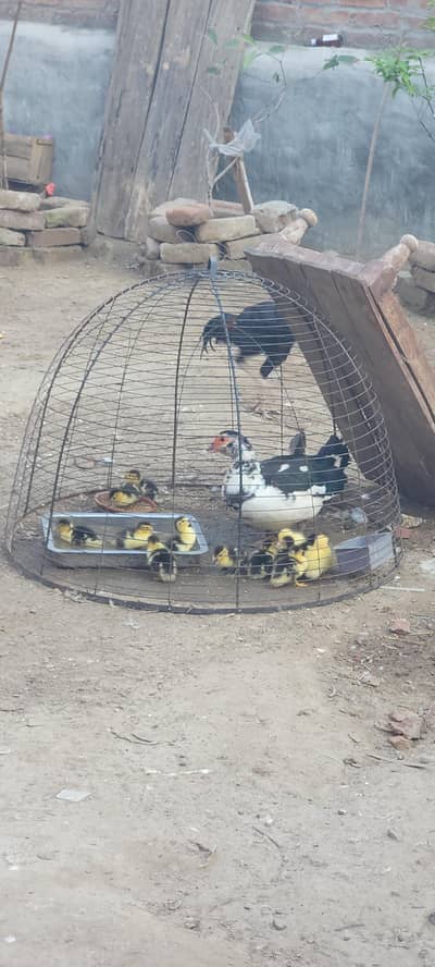 Mastori ducks