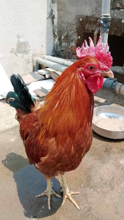 Austrolorp and RIR egg laying hens and roosters for sale. negotiable.