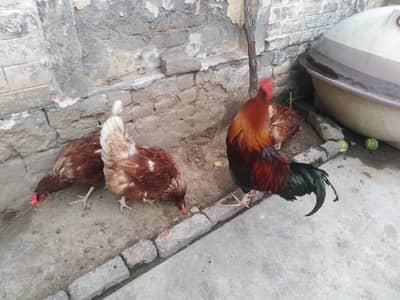 Original Lohman Brown Hens for sale