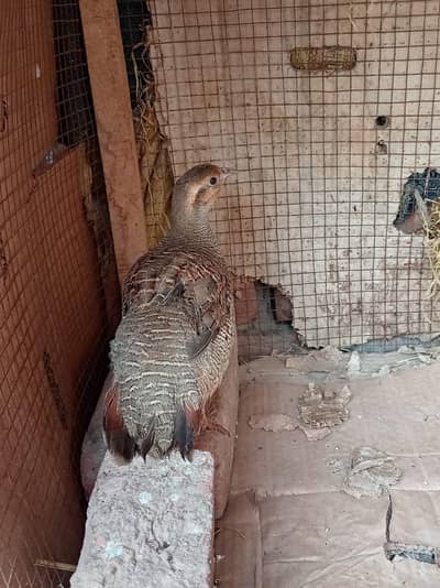 Dakhni Teetar Male