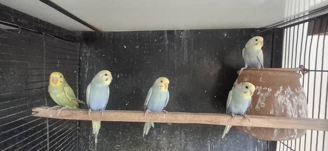 rainbow budgies chicks