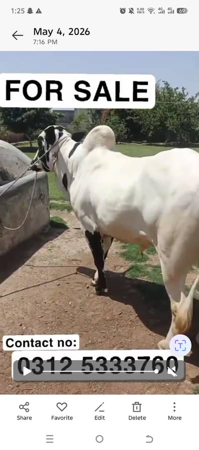 fateh jehngi Qurbani janwar