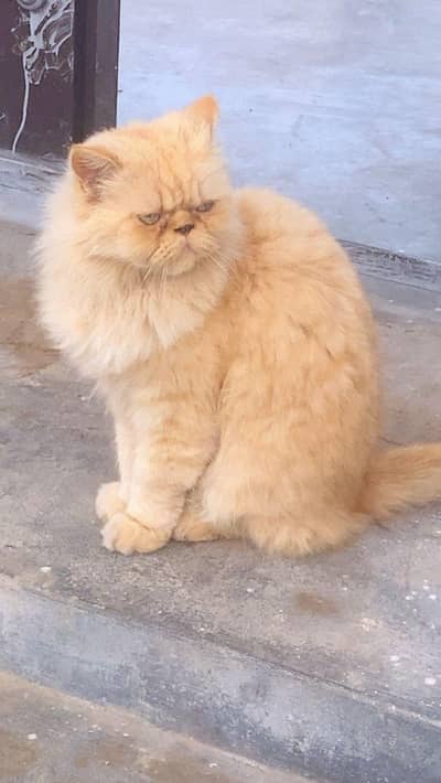 peki male cat ginger colour