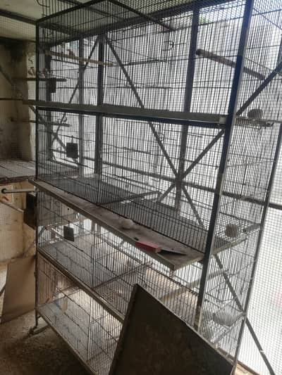 live bird cage
