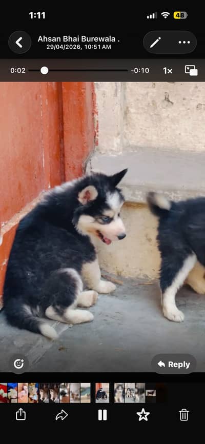 Blue eyes/ Heavy bone structure/ Siberian Huskies /Dogs