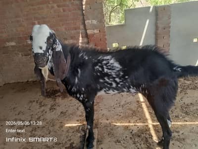 bakra