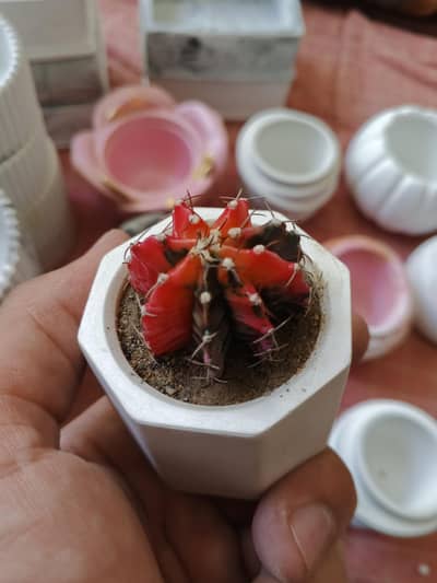 Ceramic pots