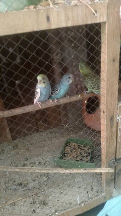 Australian Birds pair with cage