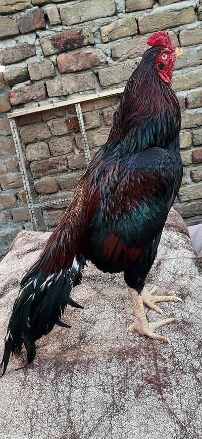 koi bheri ni Lara shokia tur py rkha hua Hy