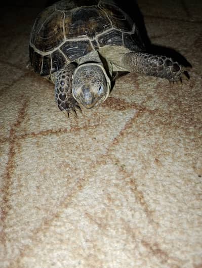 Kuchwa for sale 5 year old price 8000