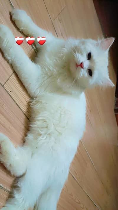 persian cat/white cat /punch face
