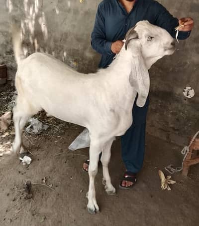 khasi