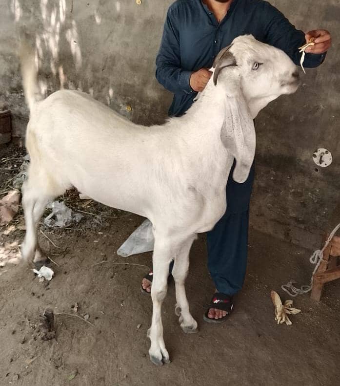 rajanpuri mix breed 0