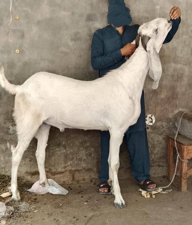 rajanpuri mix breed 1