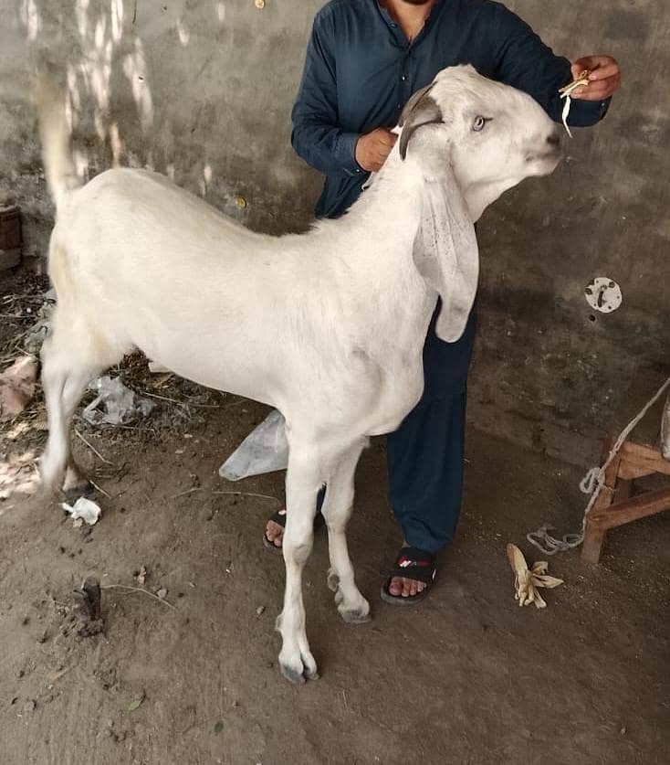 rajanpuri mix breed 2