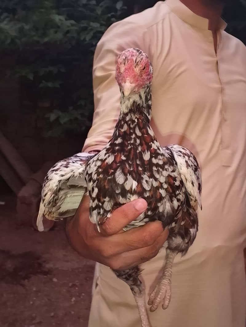 Aseel/Desi Hens 0