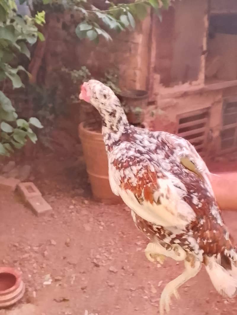 Aseel/Desi Hens 1