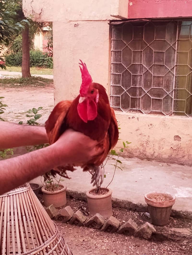 Aseel/Desi Hens 4
