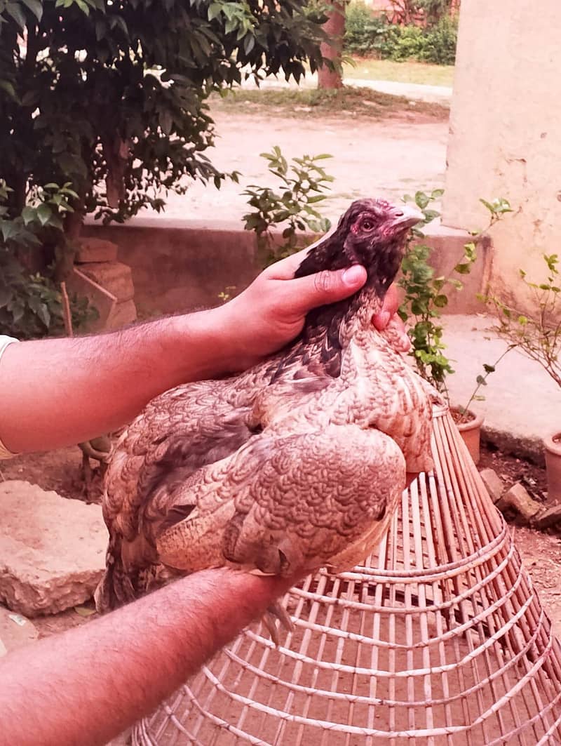 Aseel/Desi Hens 5