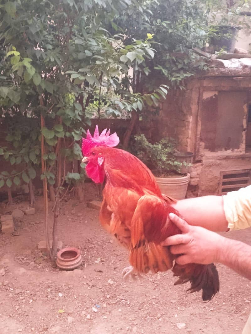 Aseel/Desi Hens 7
