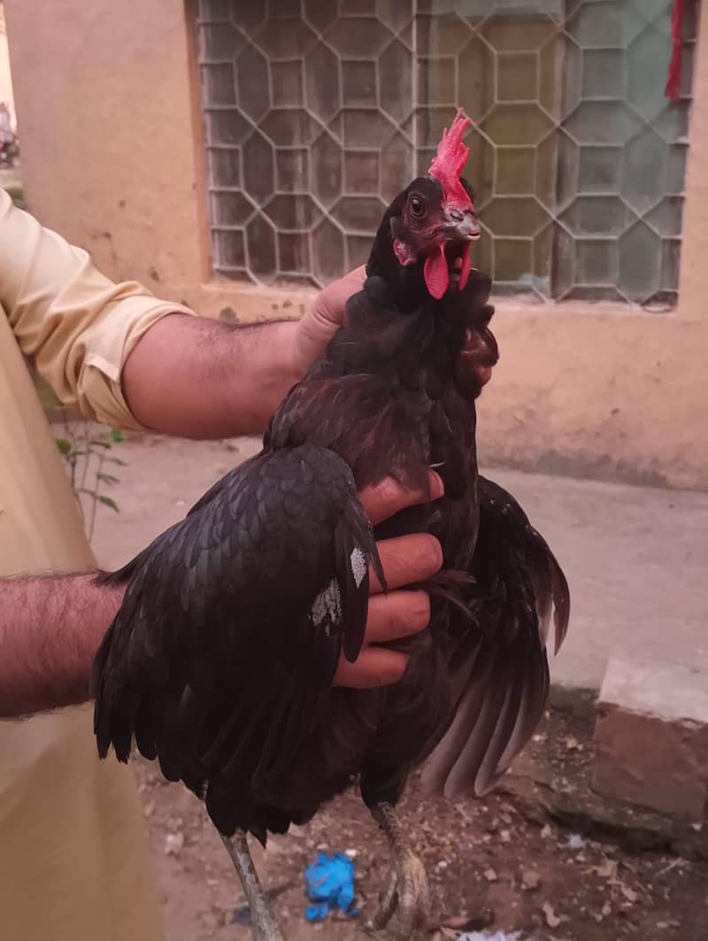 Aseel/Desi Hens 9