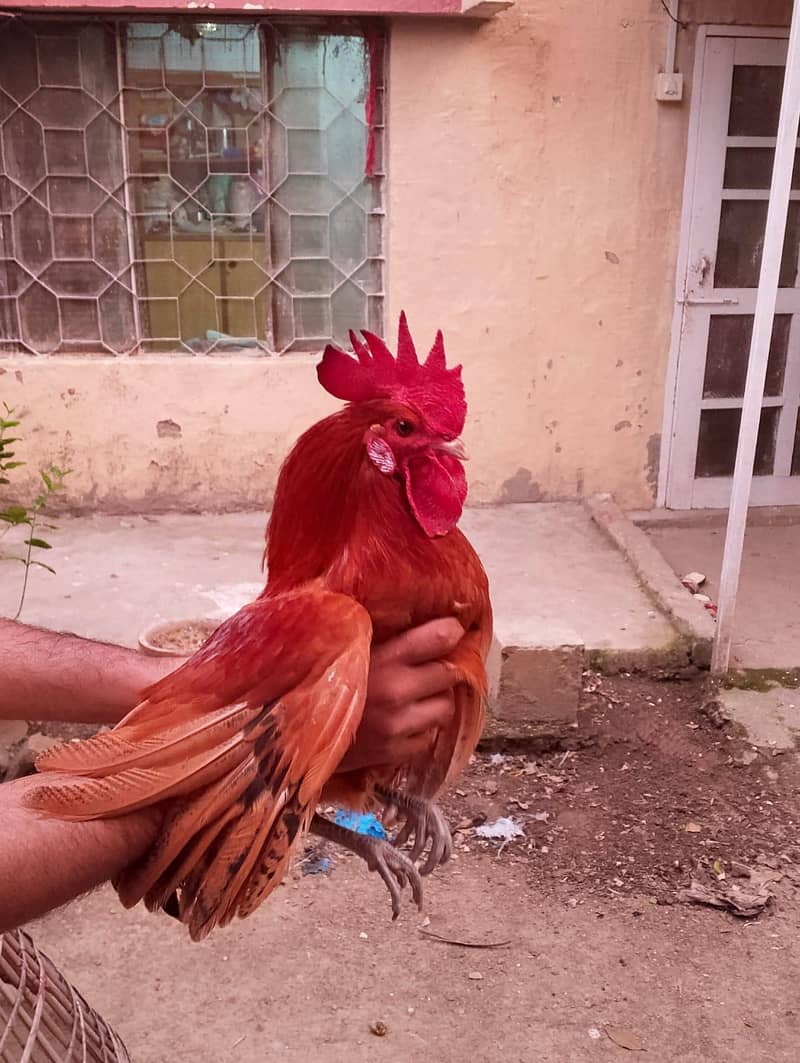 Aseel/Desi Hens 10