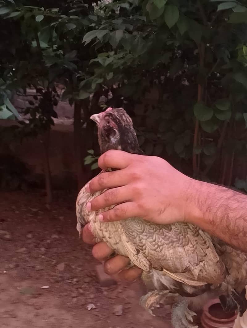 Aseel/Desi Hens 11