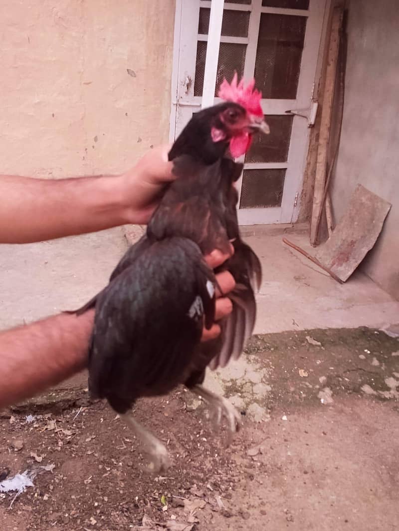 Aseel/Desi Hens 13