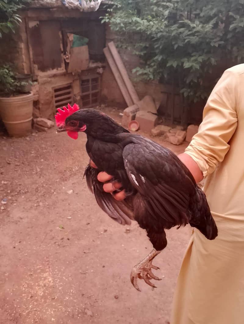 Aseel/Desi Hens 14