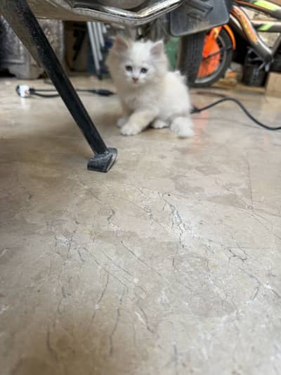 Persian kittens healthy and active