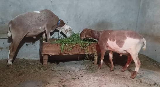 dumbha Jodi 2026