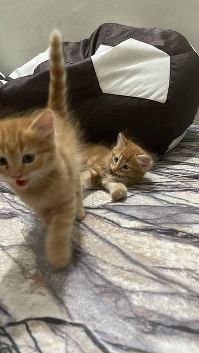 Persian Cats Male , Female In White Color And Orange Color Two Male.