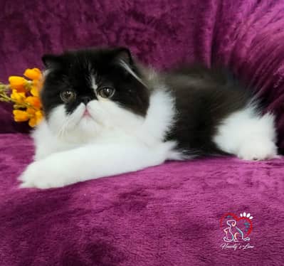 show quality CFA registred Male kitten Persian